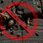 Termite Pest Control Sonipat